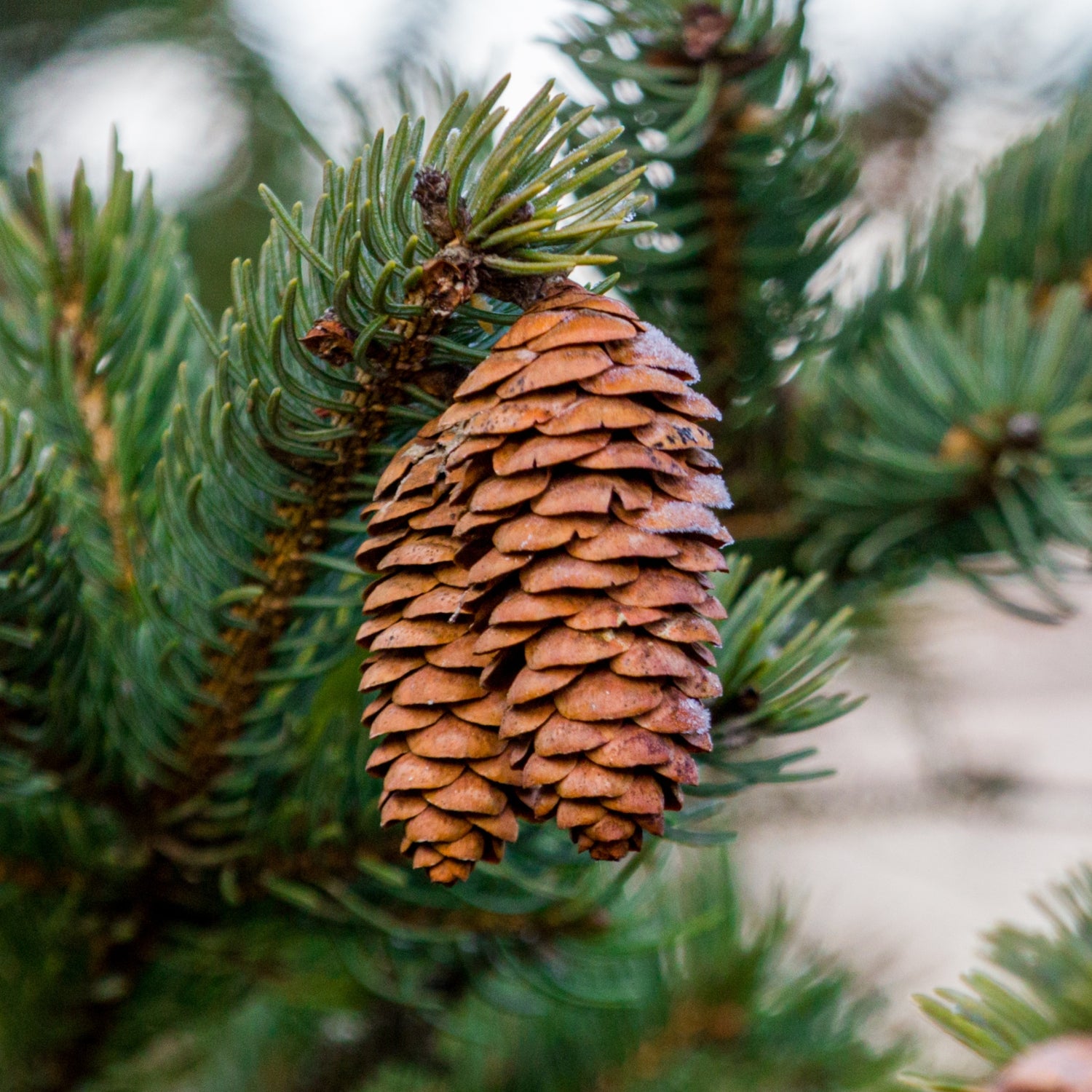 Pine Forest